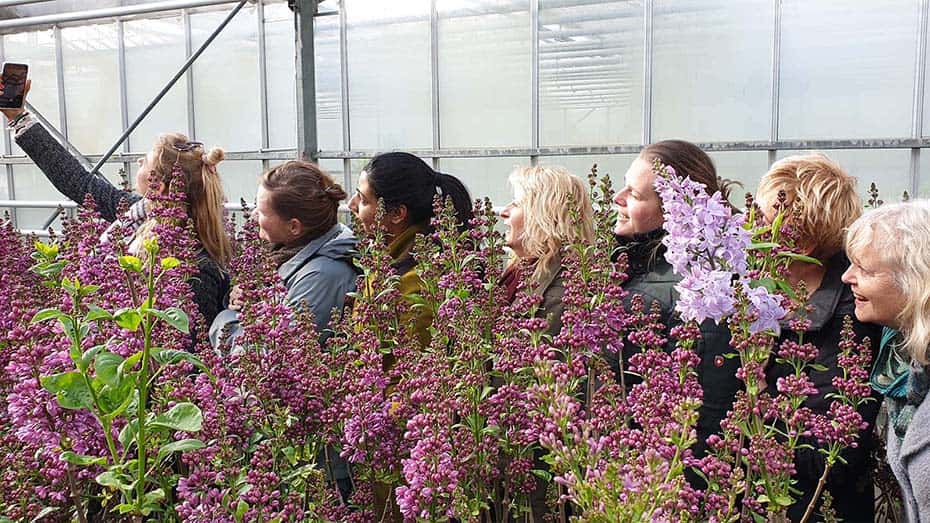 Westeinder Rondvaart - Seringen Experience - Seringen - Lilacs - Trekheestercultuur - Aalsmeer Westeinder Rondvaart - Seringen Experience - Seringen - Lilacs - Trekheestercultuur - Aalsmeer