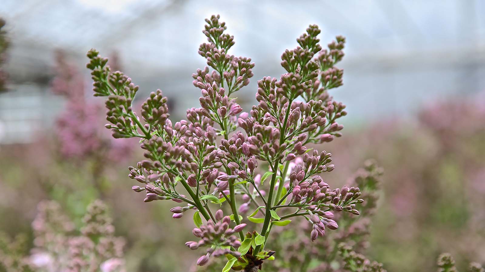 Westeinder Rondvaart - Seringen Experience - SeringenXperience - Seringen - Lilacs - 2 - 1600 Westeinder Rondvaart - Seringen Experience - SeringenXperience - Seringen - Lilacs - 2 - 1600